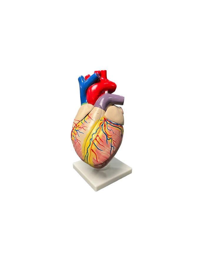 modelo anatomico corazon