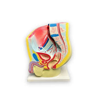 Load image into Gallery viewer, modelo anatomico del aparato reproductor masculino
