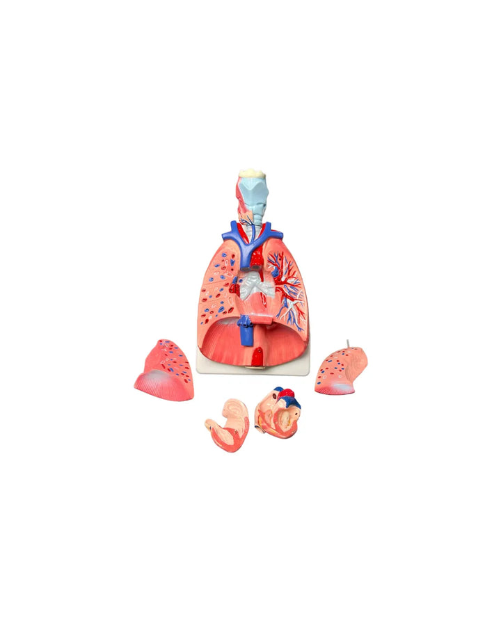modelo anatomico del aparato respiratorio, pulmones, traquea, corazon