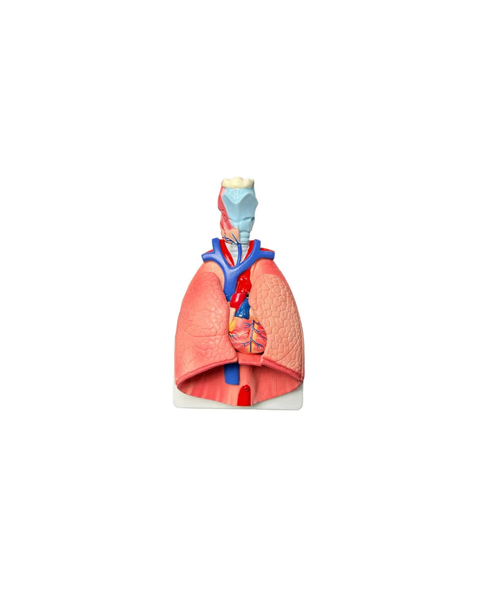 modelo anatomico del aparato respiratorio venta, pulmones, traquea, corazon