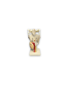 modelo anatomico de laringe