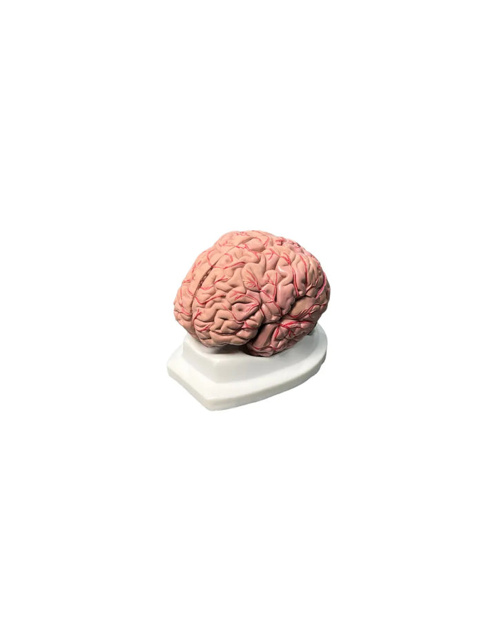modelo anatomico del cerebro humano