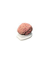 Cargar imagen en el visor de la galería, modelo anatomico del cerebro humano
