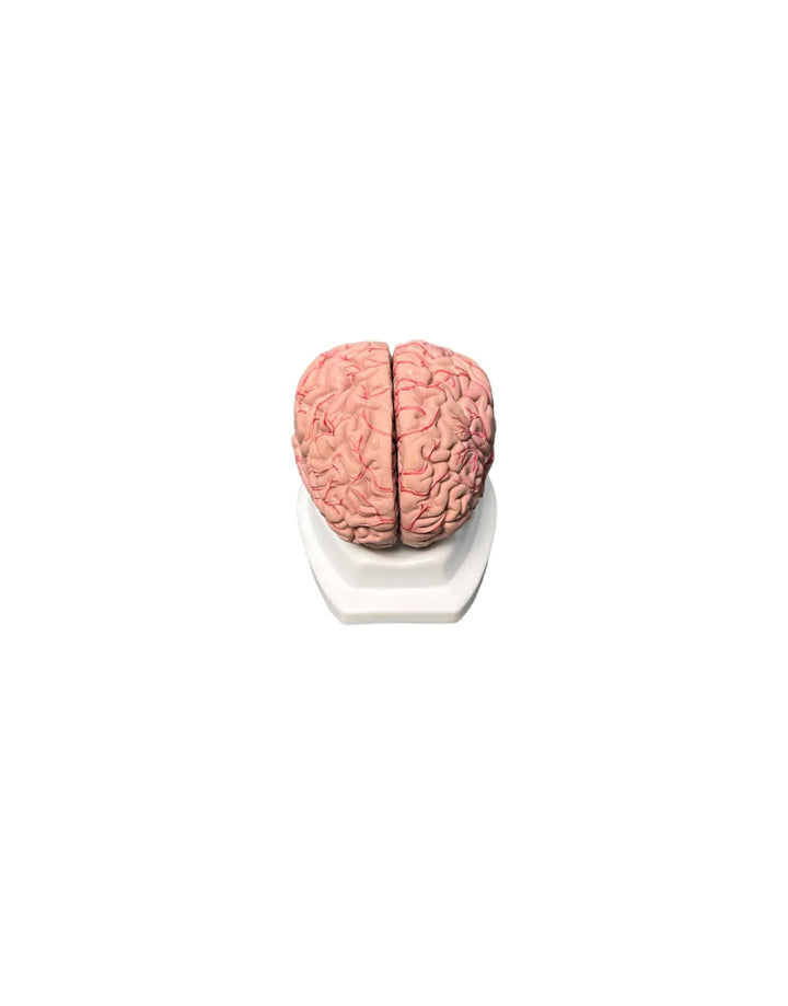 modelo anatomico del cerebro humano frontal