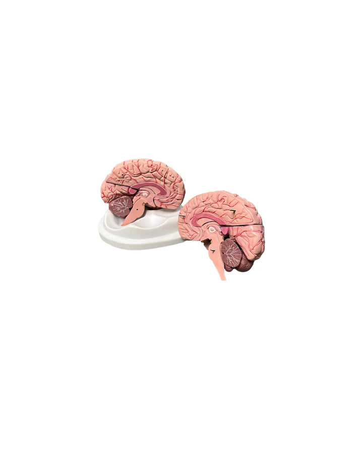 modelo anatomico del cerebro humano venta