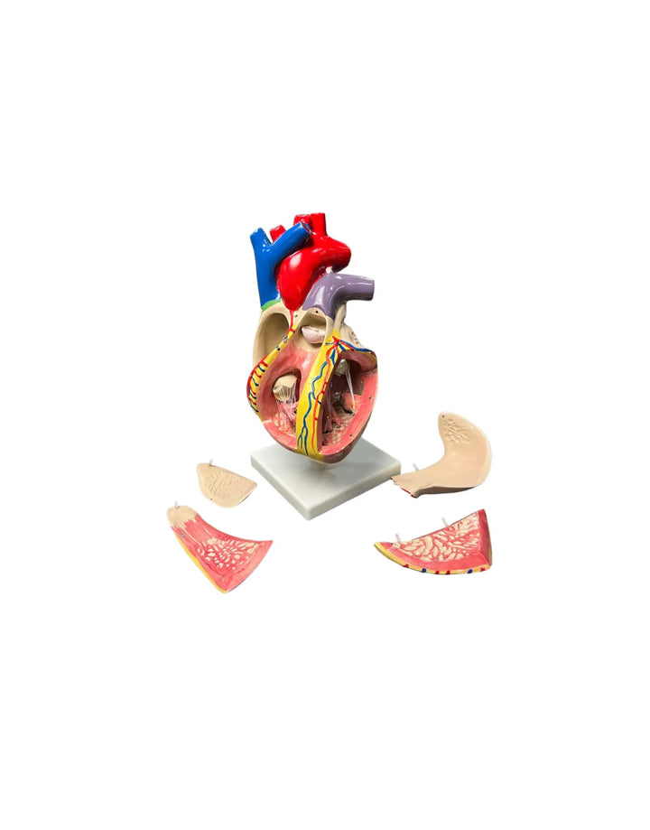 modelo anatomico del corazon