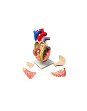 Cargar imagen en el visor de la galería, modelo anatomico del corazon
