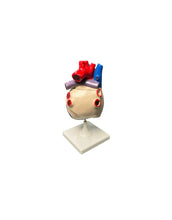 Cargar imagen en el visor de la galería, modelo anatomico del corazon arterias
