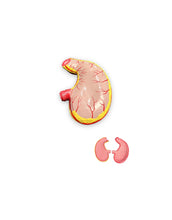 Cargar imagen en el visor de la galería, modelo anatomico del estomago
