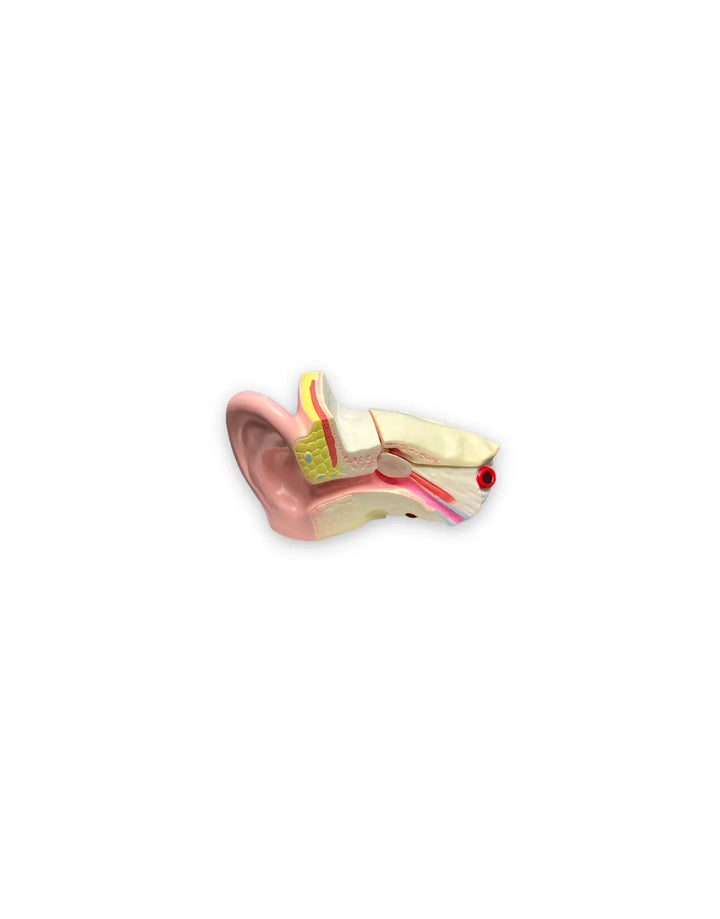 modelo anatomico del oido, conducto auditivo, oido Interno