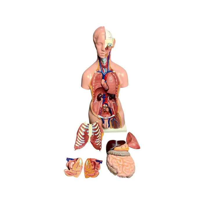 modelo anatomico del torax