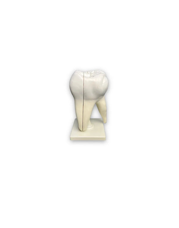 modelo anatomico dental muela