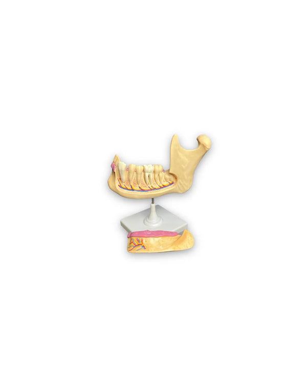 modelo anatomico dental, mandivula molar canino