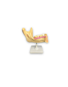 modelo anatomico dental venta, muelas