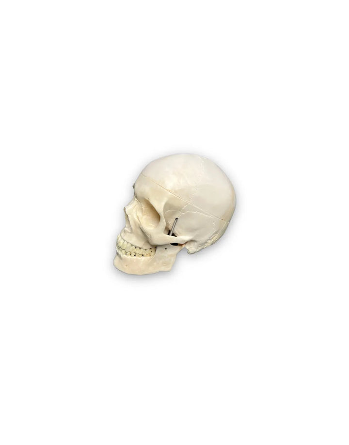 modelo anatomico esqueleto craneo cabeza