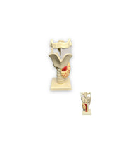 Cargar imagen en el visor de la galería, modelo anatomico laringe
