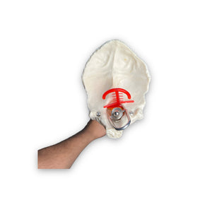 Modelo Anatómico: Columna Vertebral